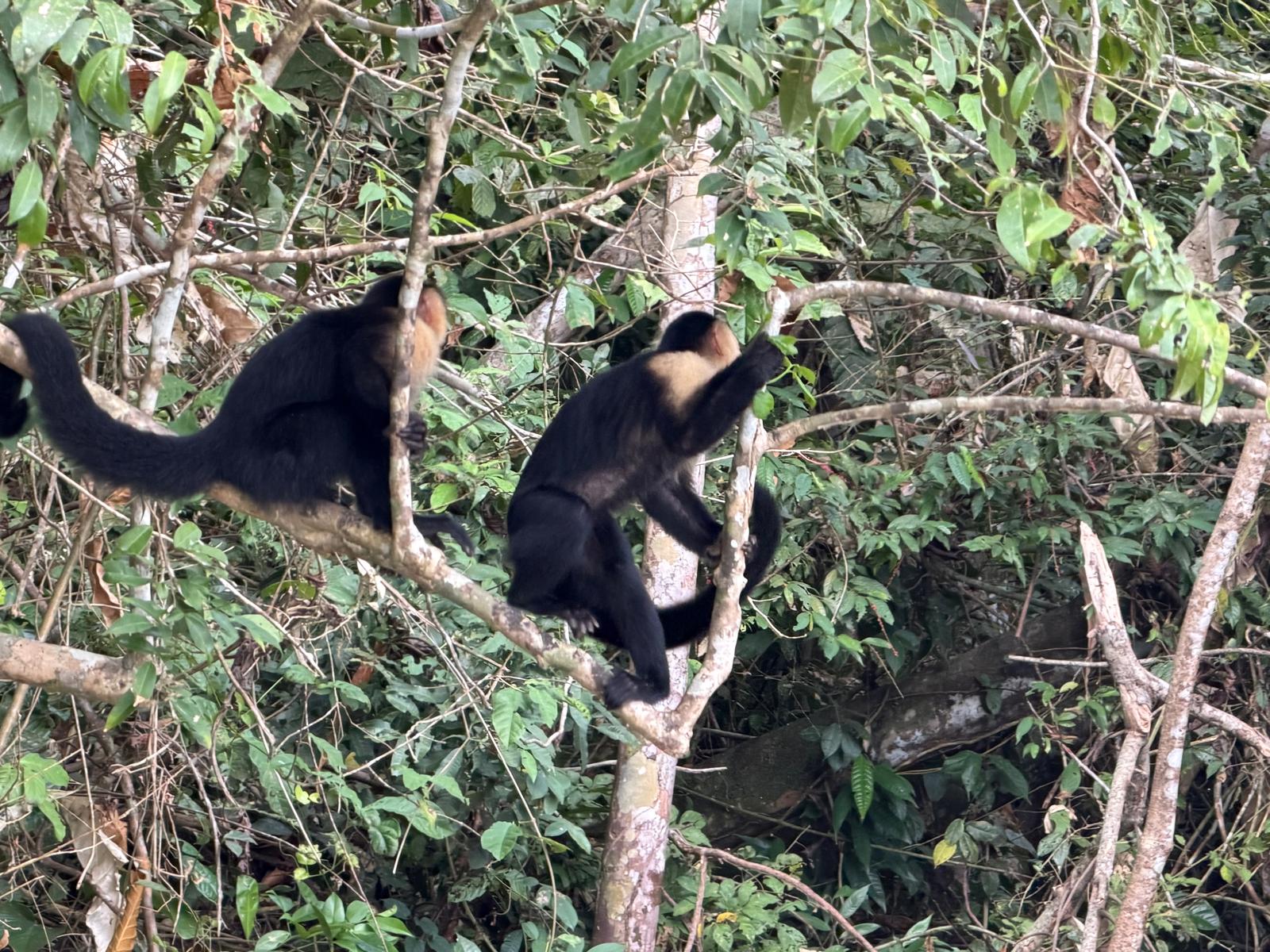 Recorrido Canal de Panama e Isla de los Monos, Lago Gatun - Foto 3